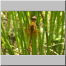 Sympetrum flaveolum - Gefleckte Heidelibelle m08.jpg